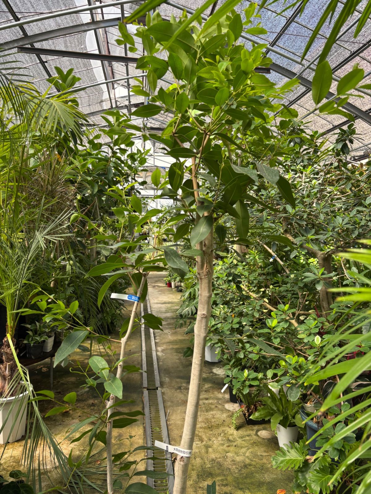 観葉植物 アマゾンオリーブ 尺鉢 引き取り限定 ムラサキフトモモ 観葉
