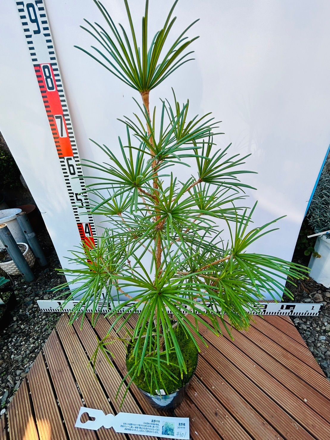 コウヤマキ 高野マキ | 花と緑の専門店 植木 根巻き 高野槙苗/高野