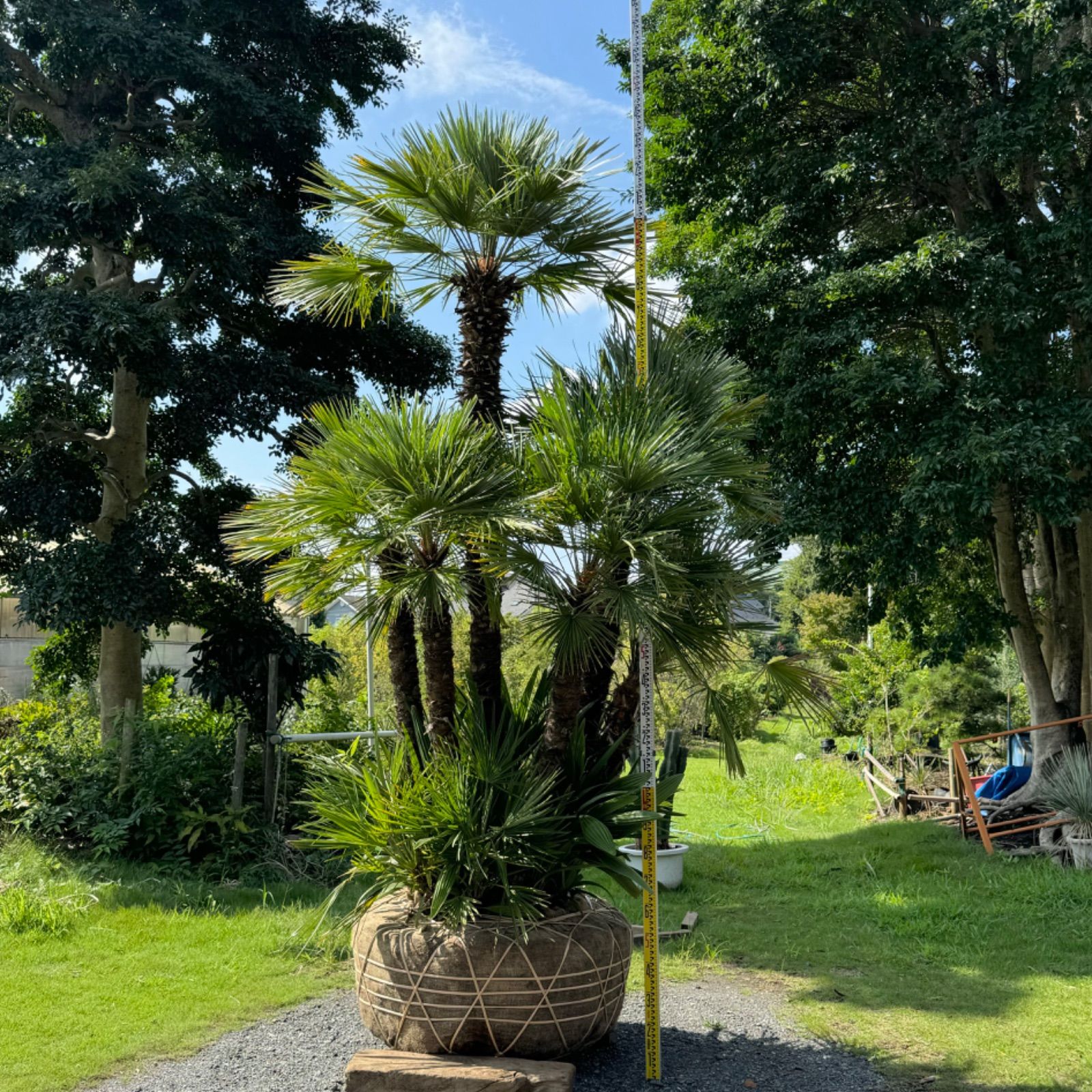 極上】チャメロプス チャメロップス - メルカリ