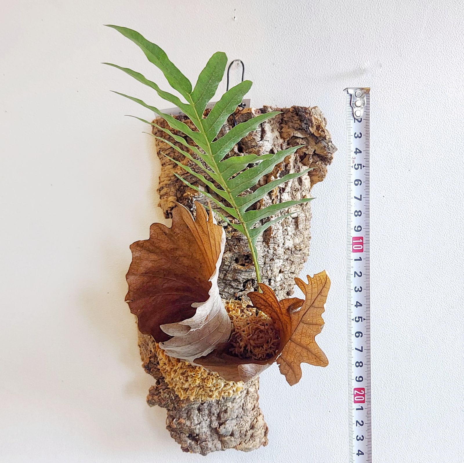 ドリナリア・クエルシフォリア シダ 着生植物 コルク板付け インテリア