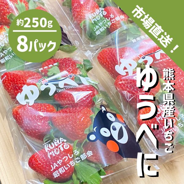 熊本県産 いちご ゆうべに 8パック 熊本いちご イチゴ ケーキ ジャム サラダ 贈答 ギフト 自宅用