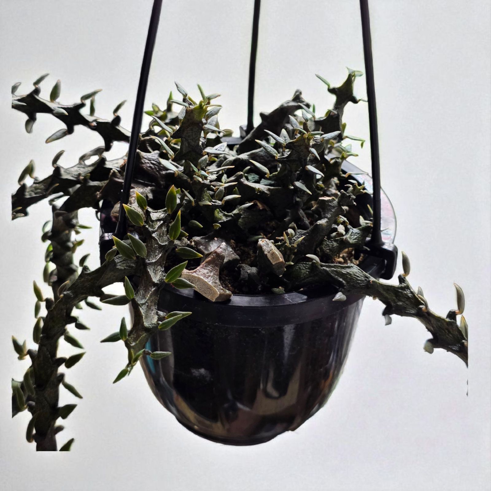 セロペギア ボッセリ 希少 珍奇 多肉植物 希少 珍奇植物 セロペギア・ボッセリ (Ceropegia bosseri) 抜き苗 発根