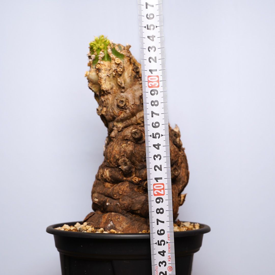 F12 ユーフォルビア ムランジーナ 発根済 現地株 - メルカリ