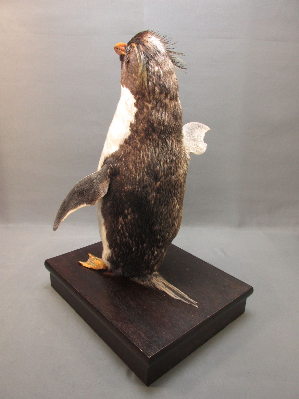 イワトビ ペンギン 本物 剥製 身長39cm - メルカリ