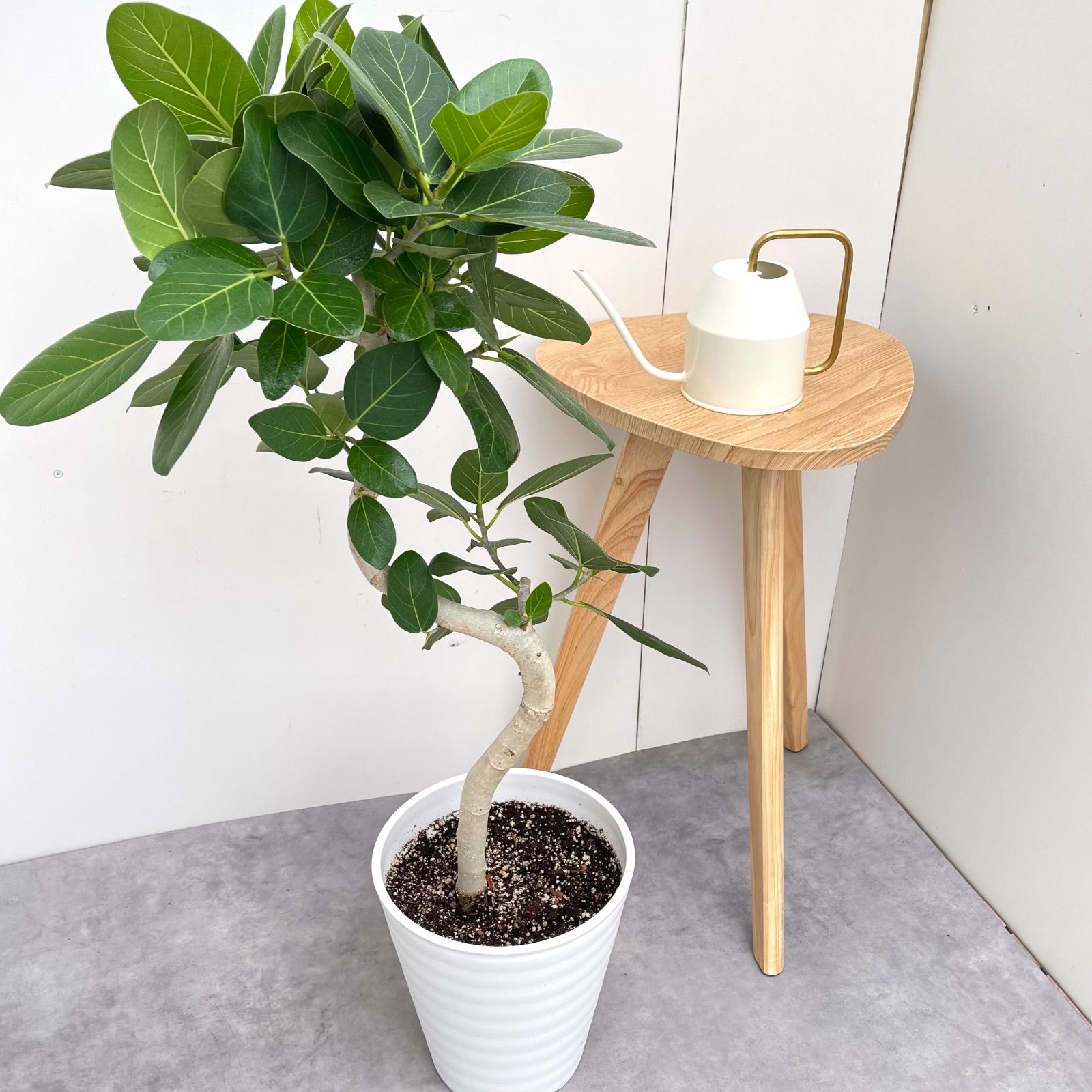 フィカス ベンガレンシス 曲がり 15 現品 観葉植物 大型 室内