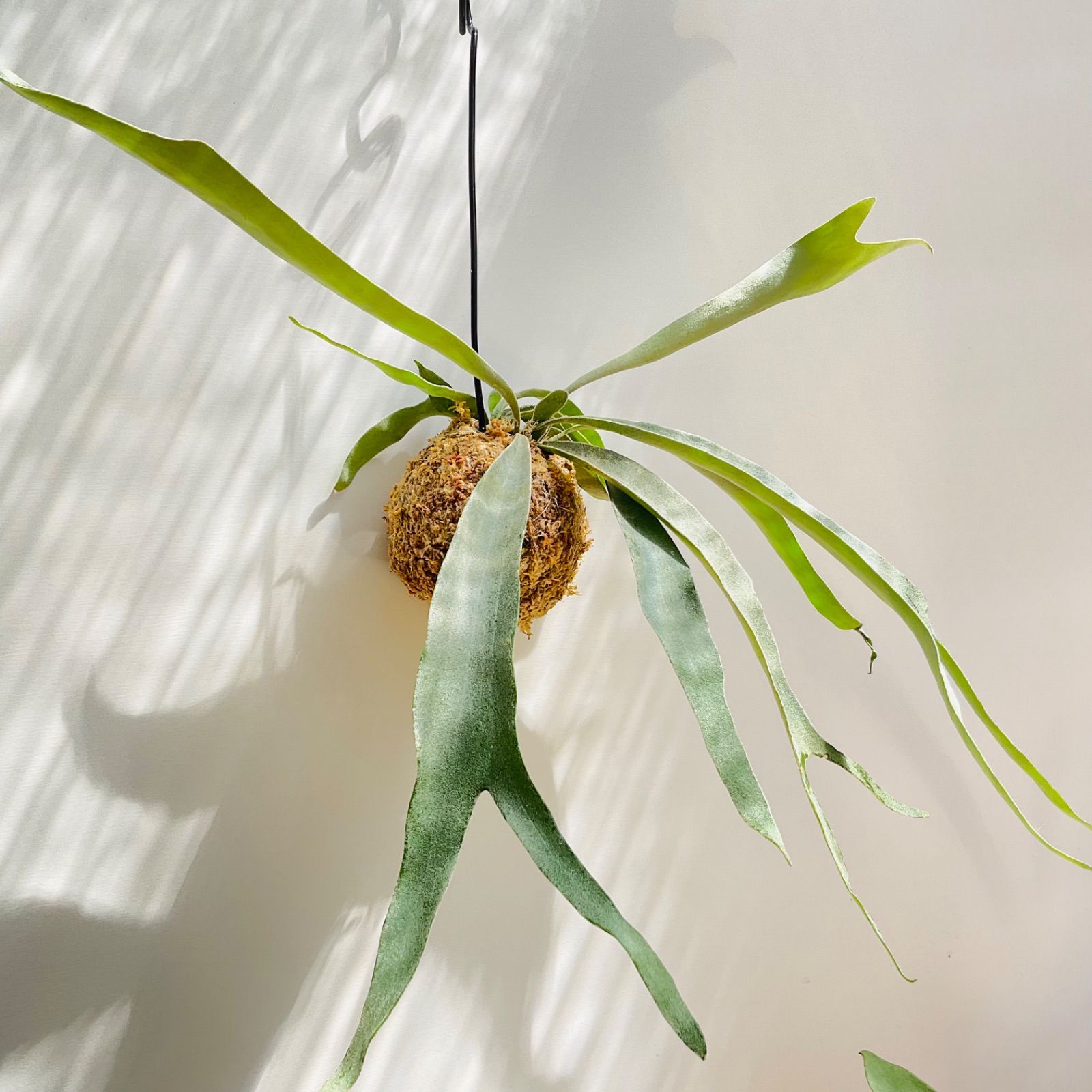 ビカクシダ コウモリラン veitchii 子株