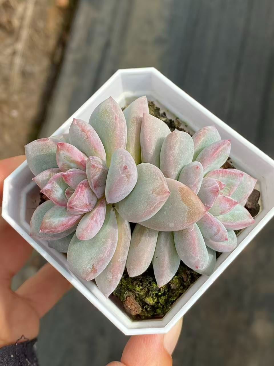 新入荷 花火 XQS117×105苗 多肉植物 詰め合わせ エケベリア サボテン