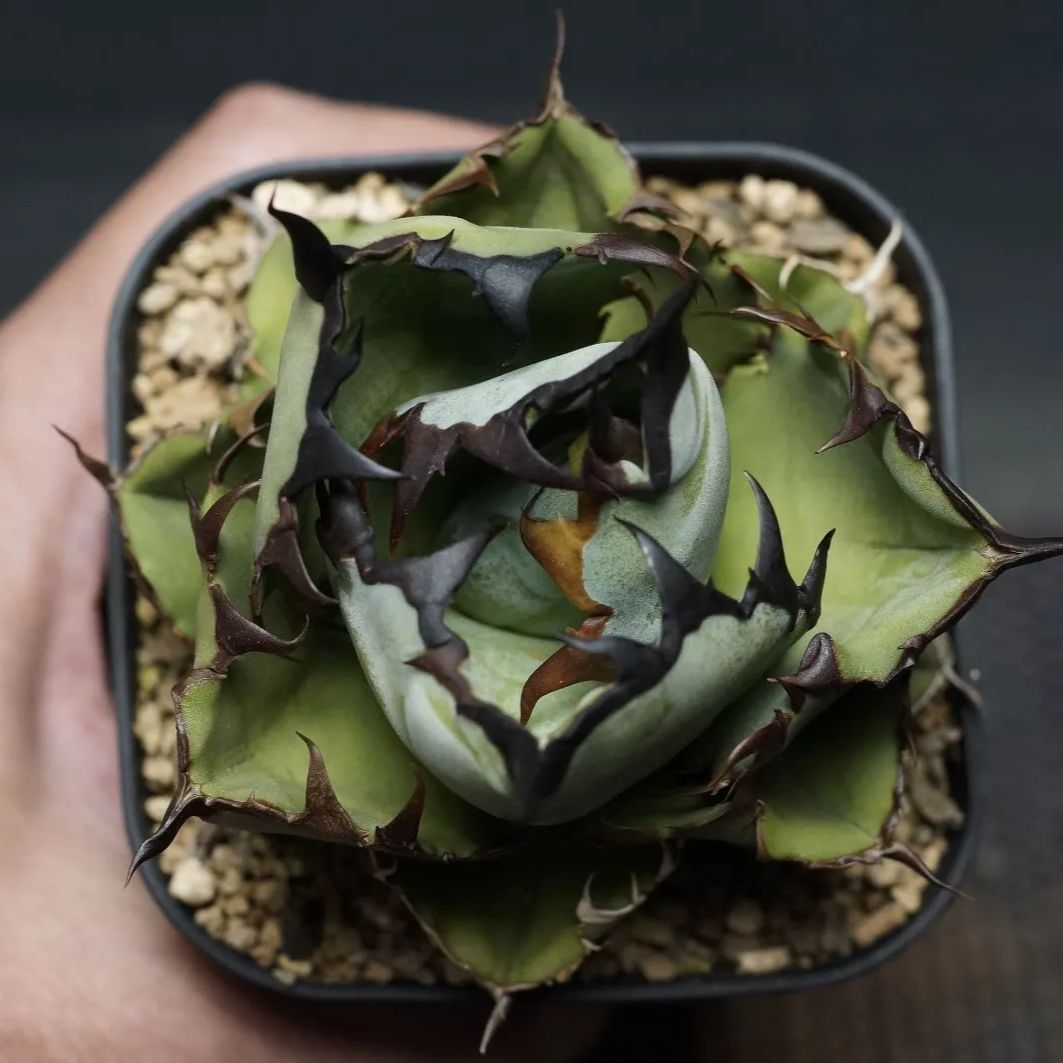 アガベ ウェベリー アリゾナスター AGAVE 60㎝ アガベ アガベ ウェベリー アリゾナスター AGAVE 60㎝ アガベ
