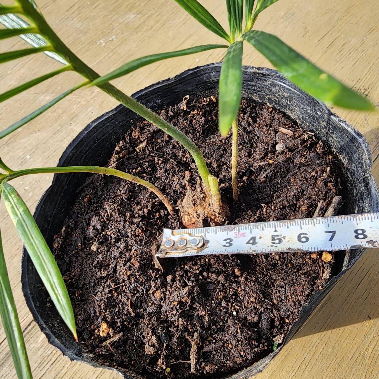 抜き苗発送】実生苗 ソテツ 蘇鉄 Cycas revoluta 2025-4-27-cr2 - メルカリ