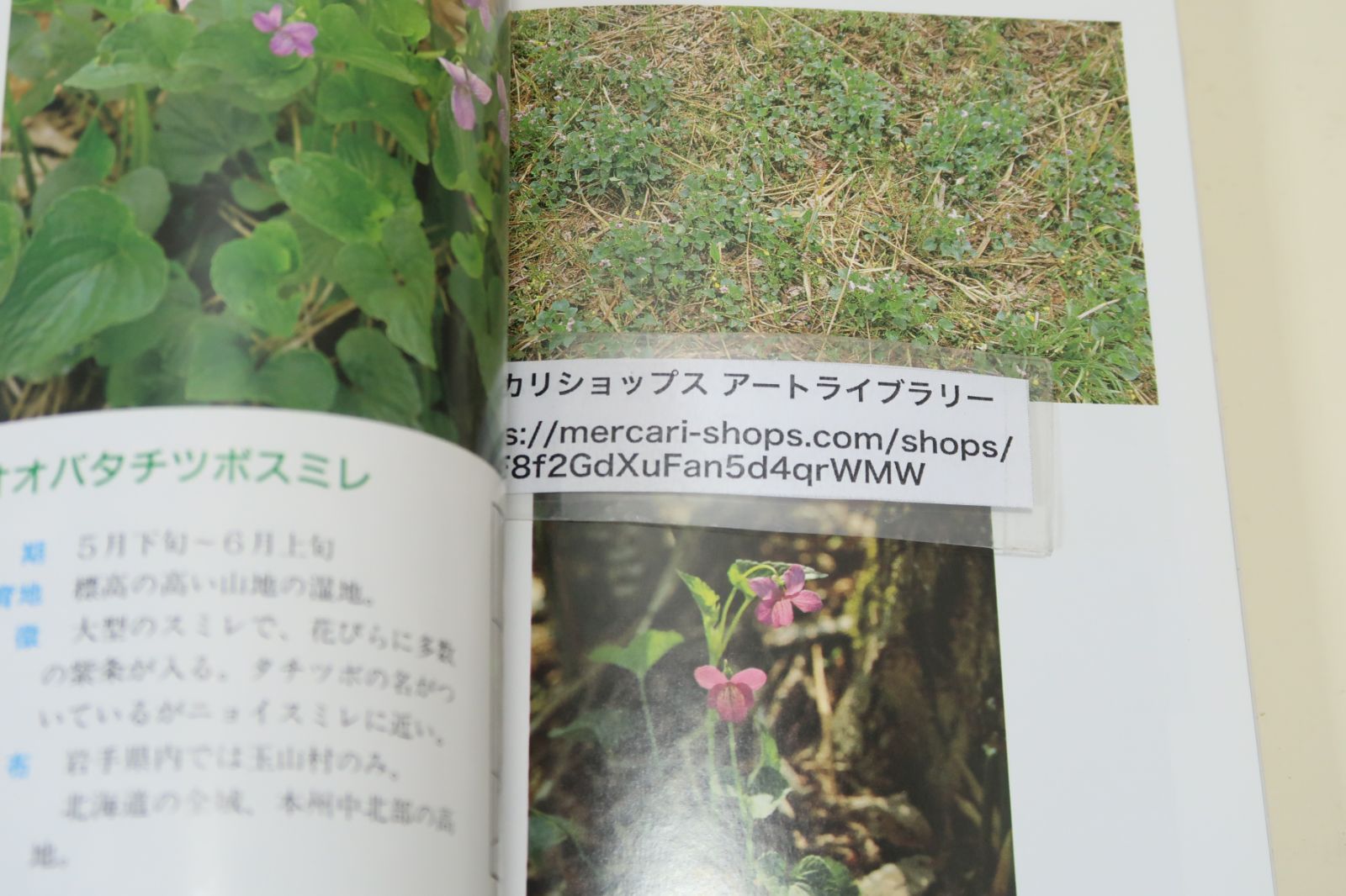【中古】 岩手の山菜百科/岩手日報社/薊舎 岩手日報社の本2冊/岩手のスミレ・片山千賀志・伊藤正逸/岩手の