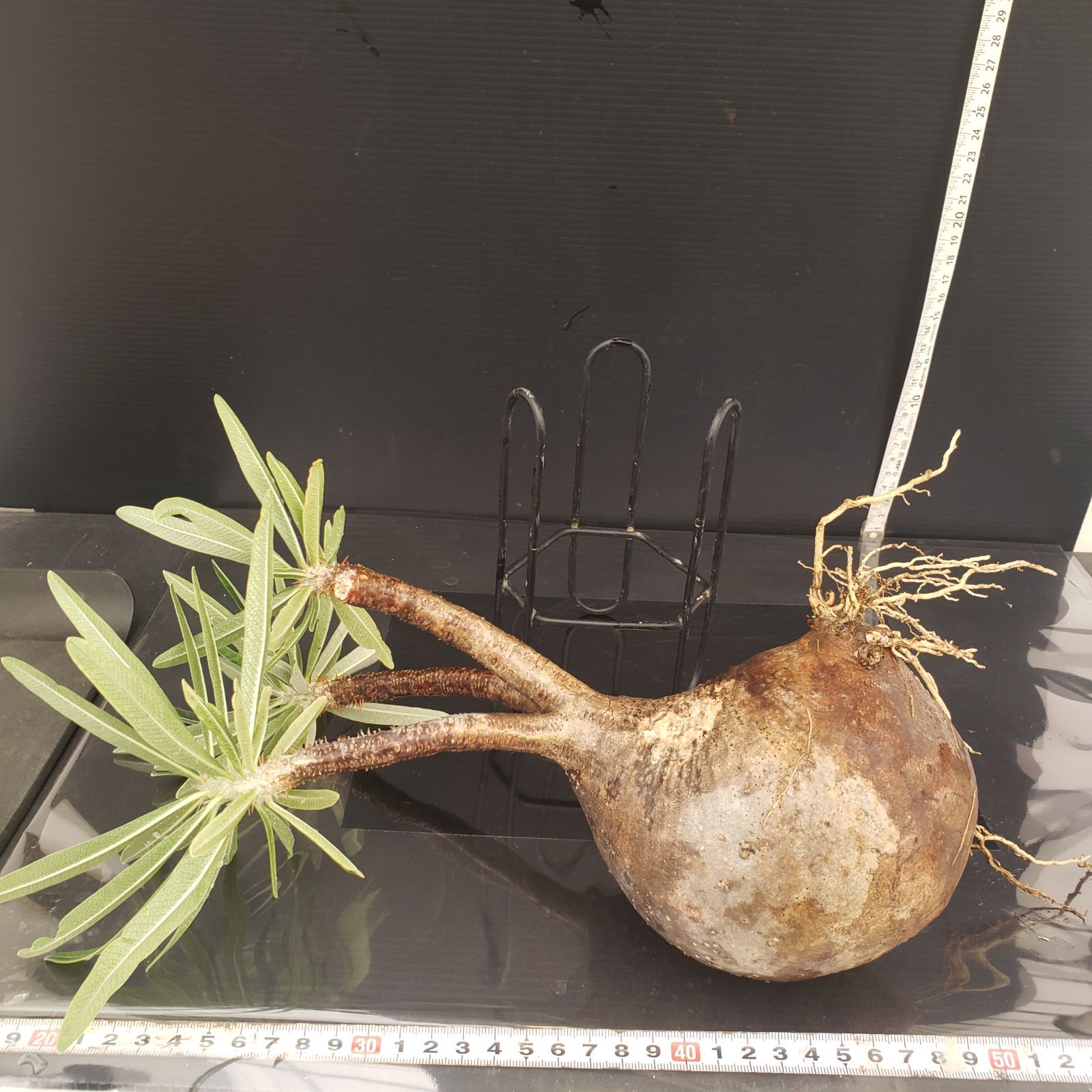 k*e様 パキポディウム　グラキリス パキポディウムグラキリス 発根済 gk-527 オンラインショップ