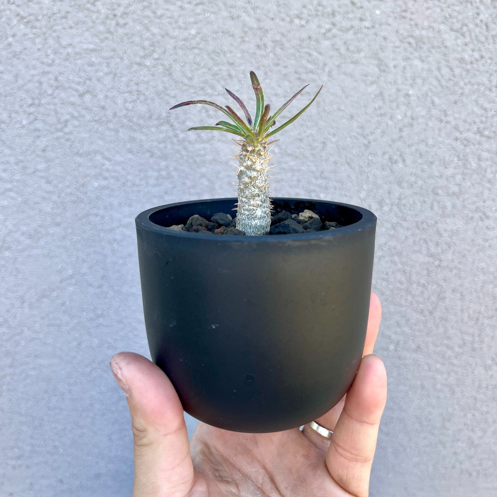 パキポディウム・グラキリス 実生株｜Pachypodium rosulatum var