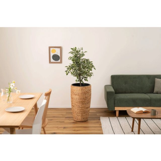 アジアン 観葉植物