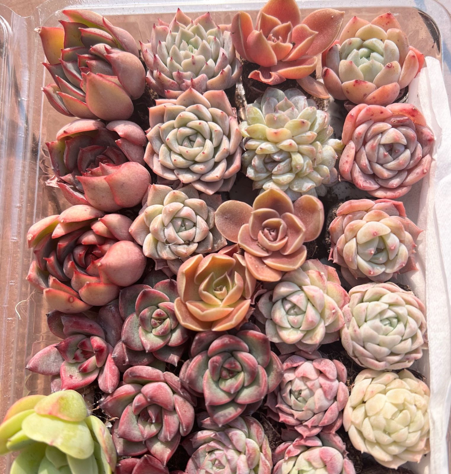 3/4 本日のサービス品♡ 多肉植物 34苗セット ¥3699 エケベリア