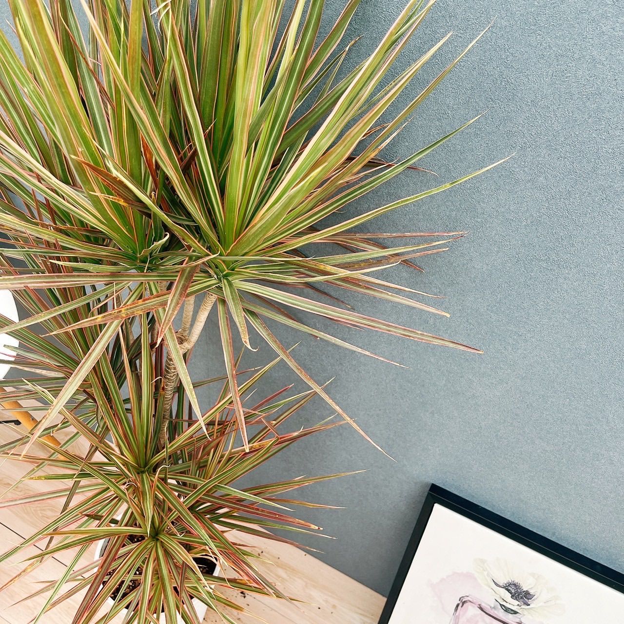 現品］85番 ドラセナ コンシンネ レインボー 観葉植物 室内 8号 プラ鉢