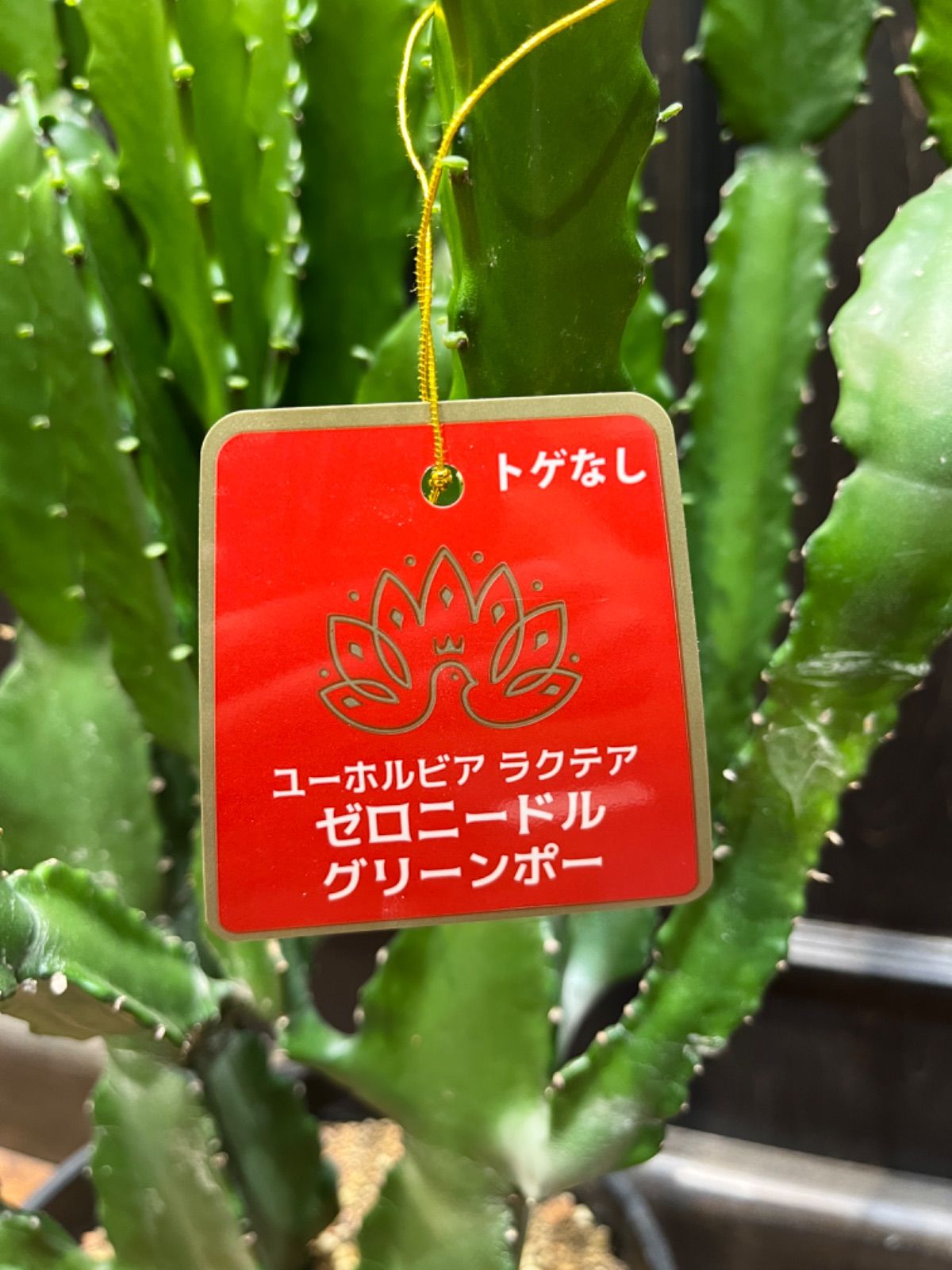 ユーホルビア ラクテア ゼロニードル グリーンポー - メルカリ