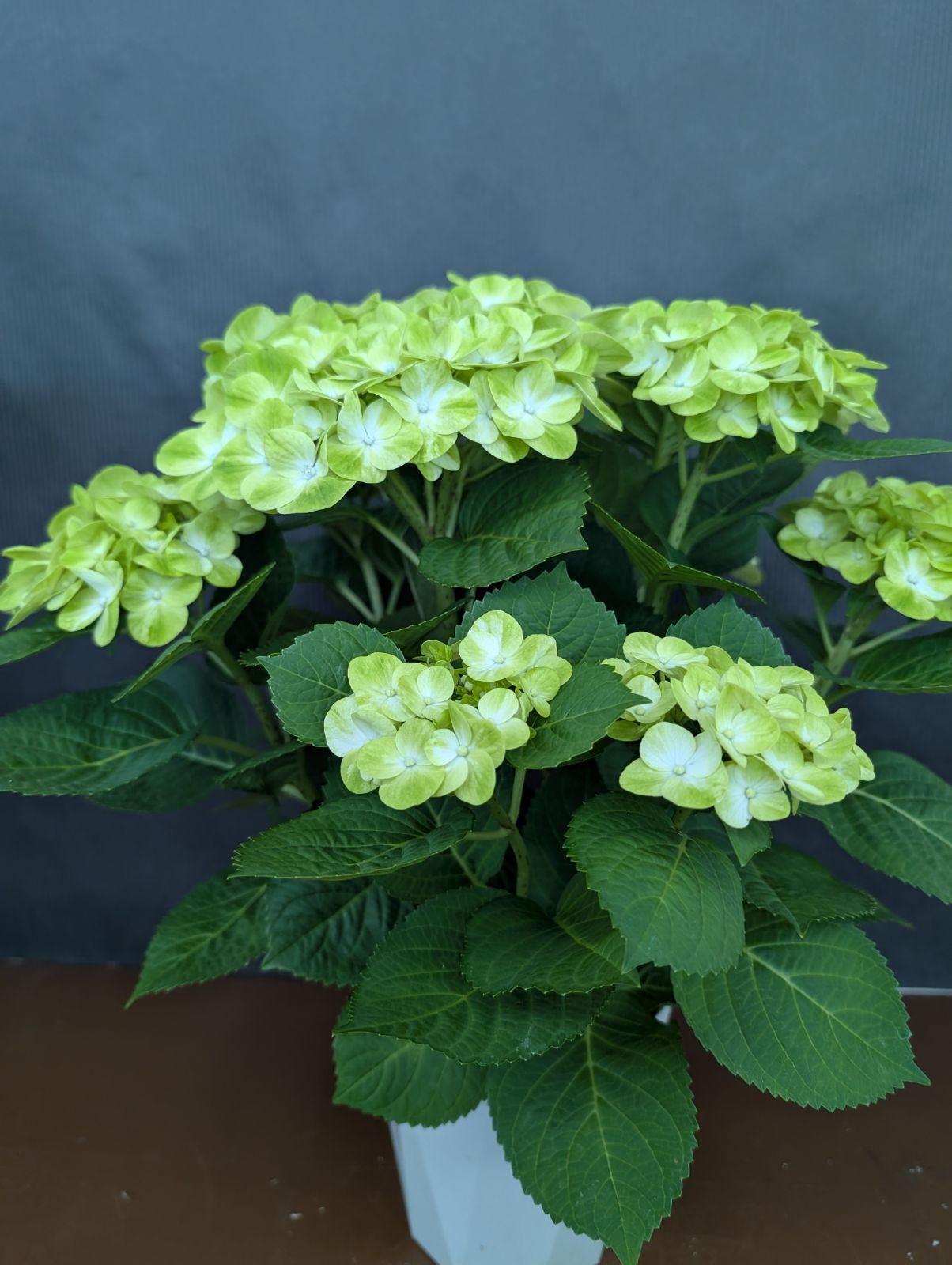 ฅ のあ ฅです♪２点セット！グリーンラテ　グリッター　紫陽花　アジサイ 国華園オンラインショップ / 花木苗 アジサイ グリッター