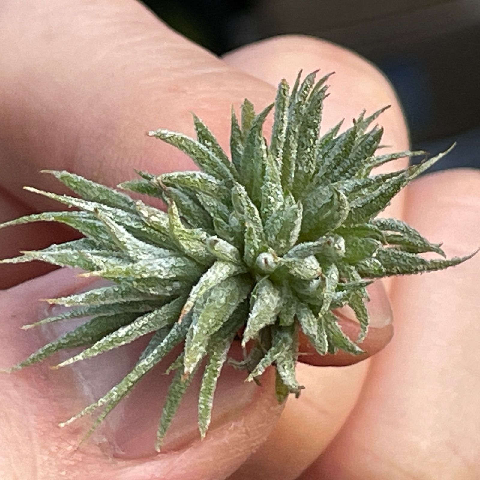 チランジア イオナンタ モンストローズ Tillandsia ionantha Monstrose