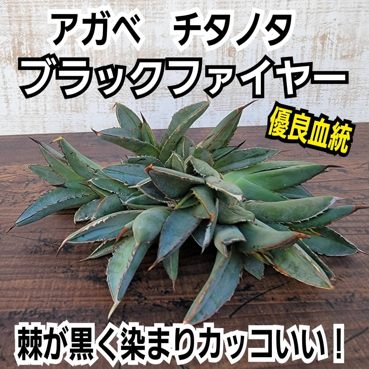 832アガベ チタノタ 氷山 優良血統 精選極上子株5株同梱 【公式通販】