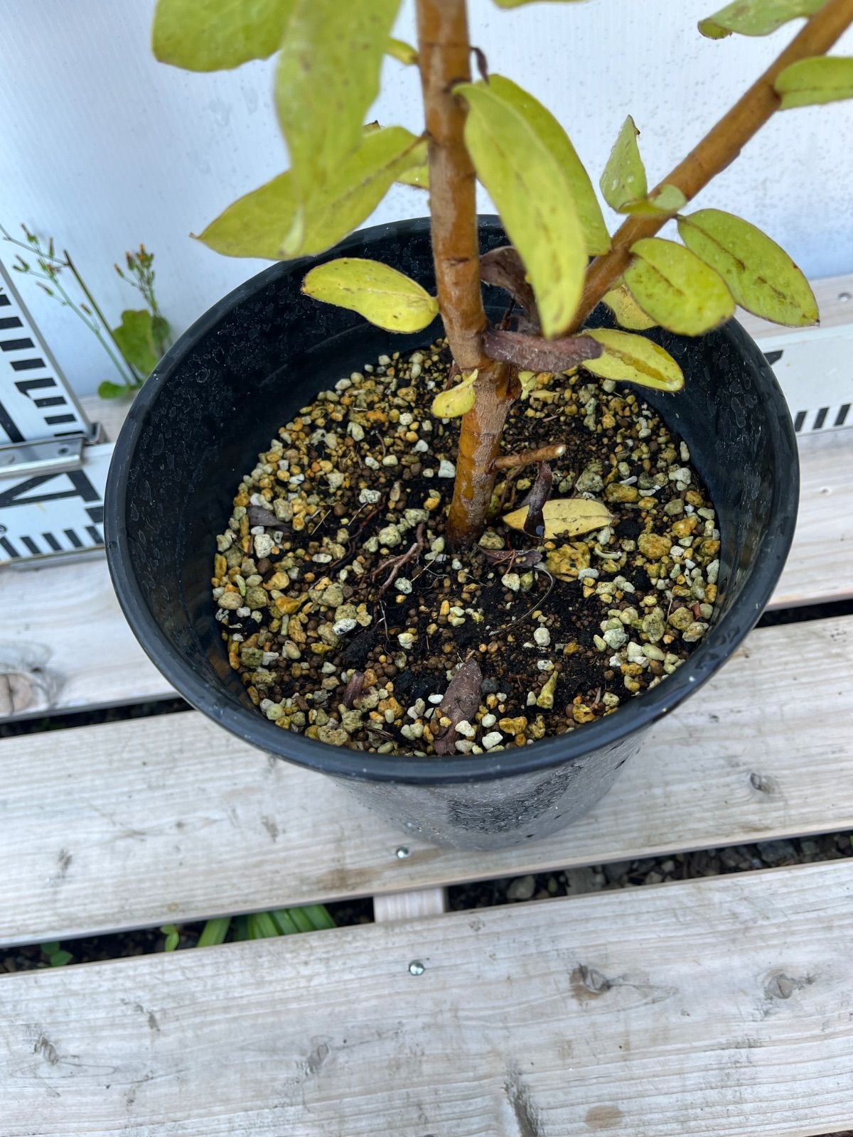 プロテア 6号 エキシミア☆蕾付き - メルカリ