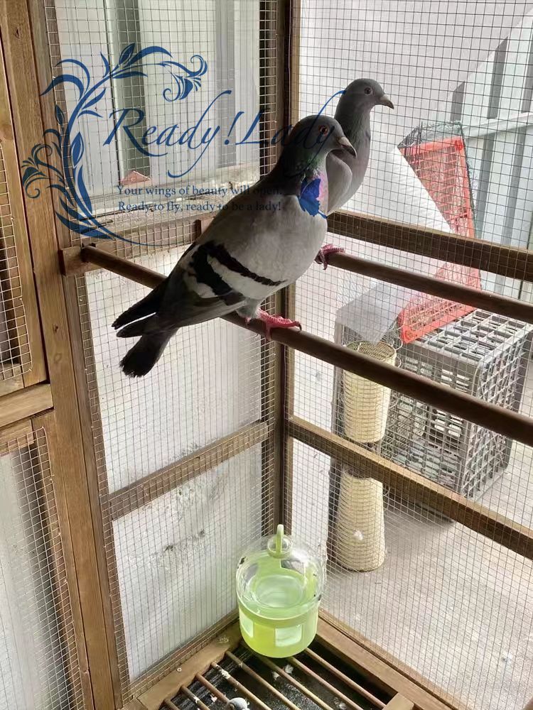 新品☆豪華別荘☆ ハトちゃんのお部屋 大型豪華ハト小屋 屋外養殖 庭用 通気性 耐磨耗 防雨防腐 木製鳥かご 飼育 アヒル - メルカリ