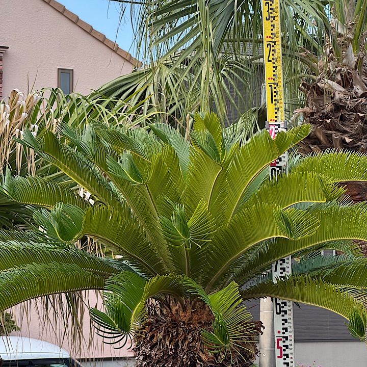 ソテツ 2m - メルカリ