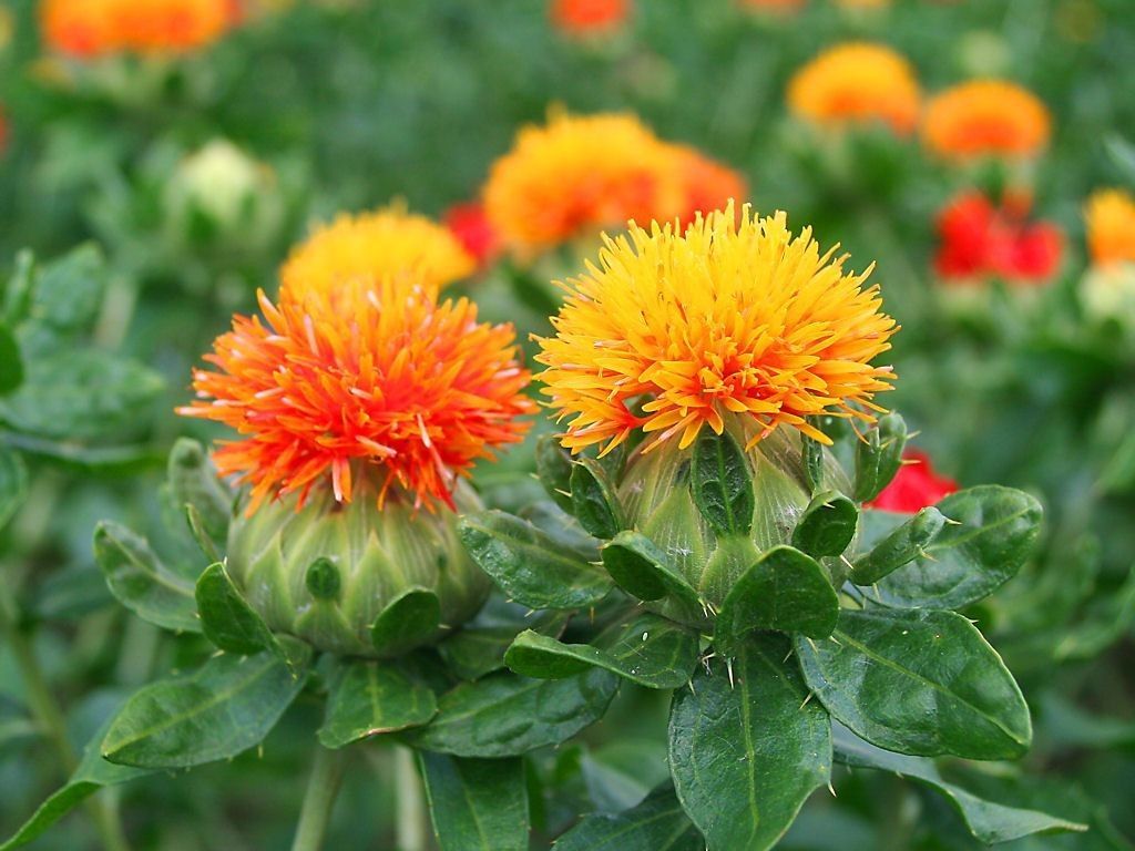 紅花の種（100粒以上） - 花