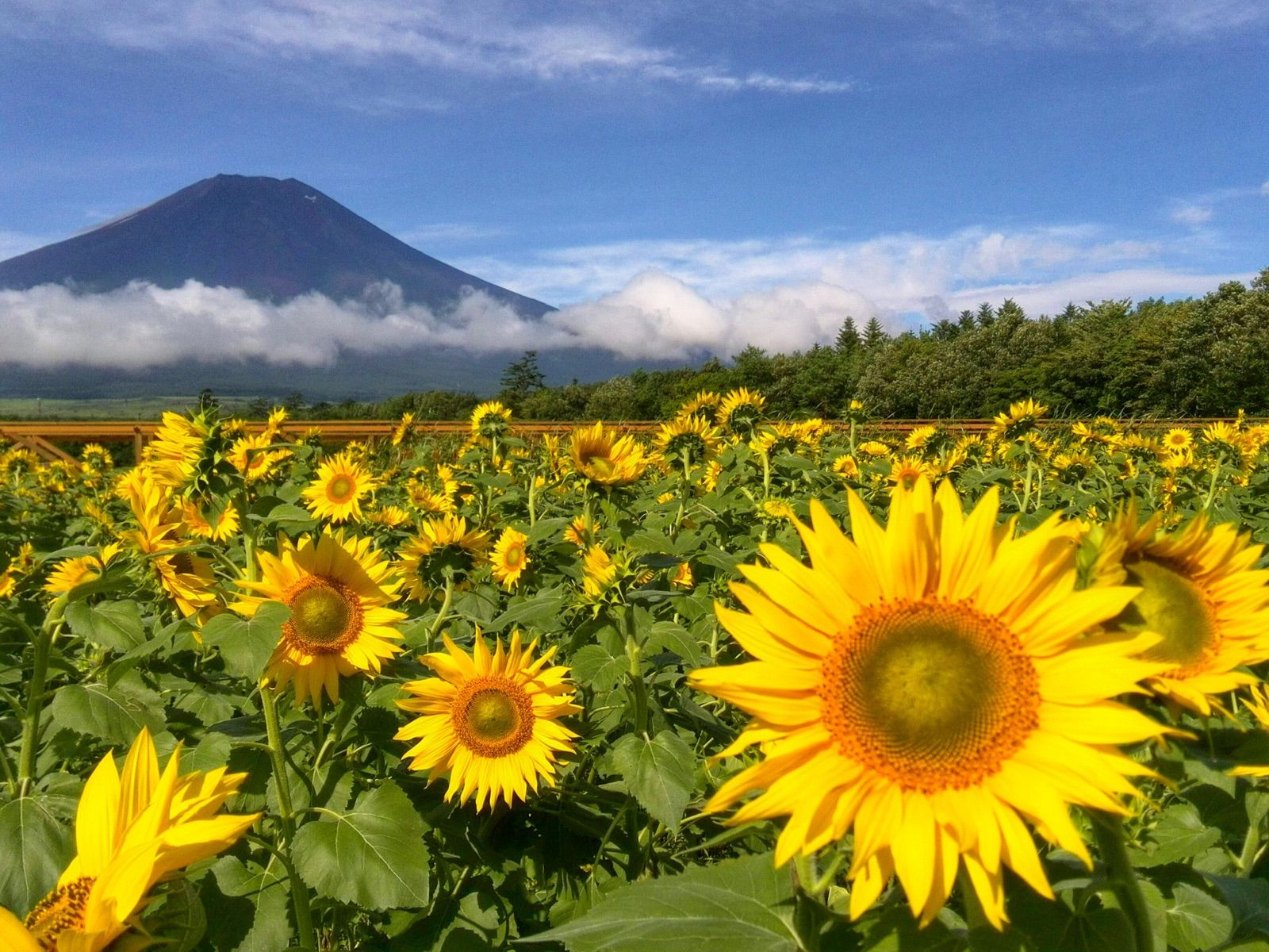 新品、本物、当店在庫だから安心】 世界遺産 富士山写真 L版 5枚セット