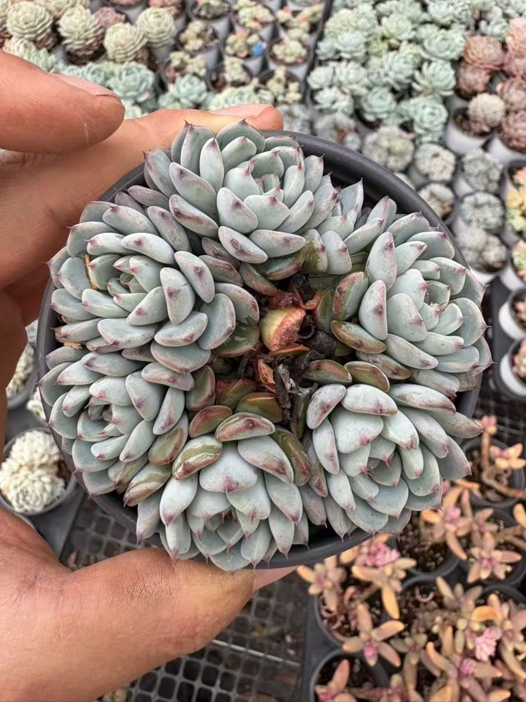 碧火❤️グリーンファイヤー　アエオニウム　多肉植物　抜き苗 碧火❤️グリーンファイヤー アエオニウム 多肉植物 抜き苗