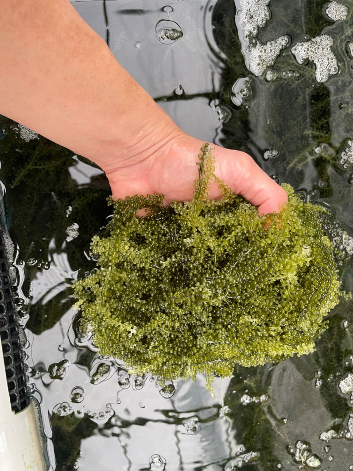 海ぶどう(茎付き) 奥武島産 ぷちぷち 2キロ 産地直送 沖縄県産 海ぶどう(茎付き) 50g×2袋 塩水漬け – 九州