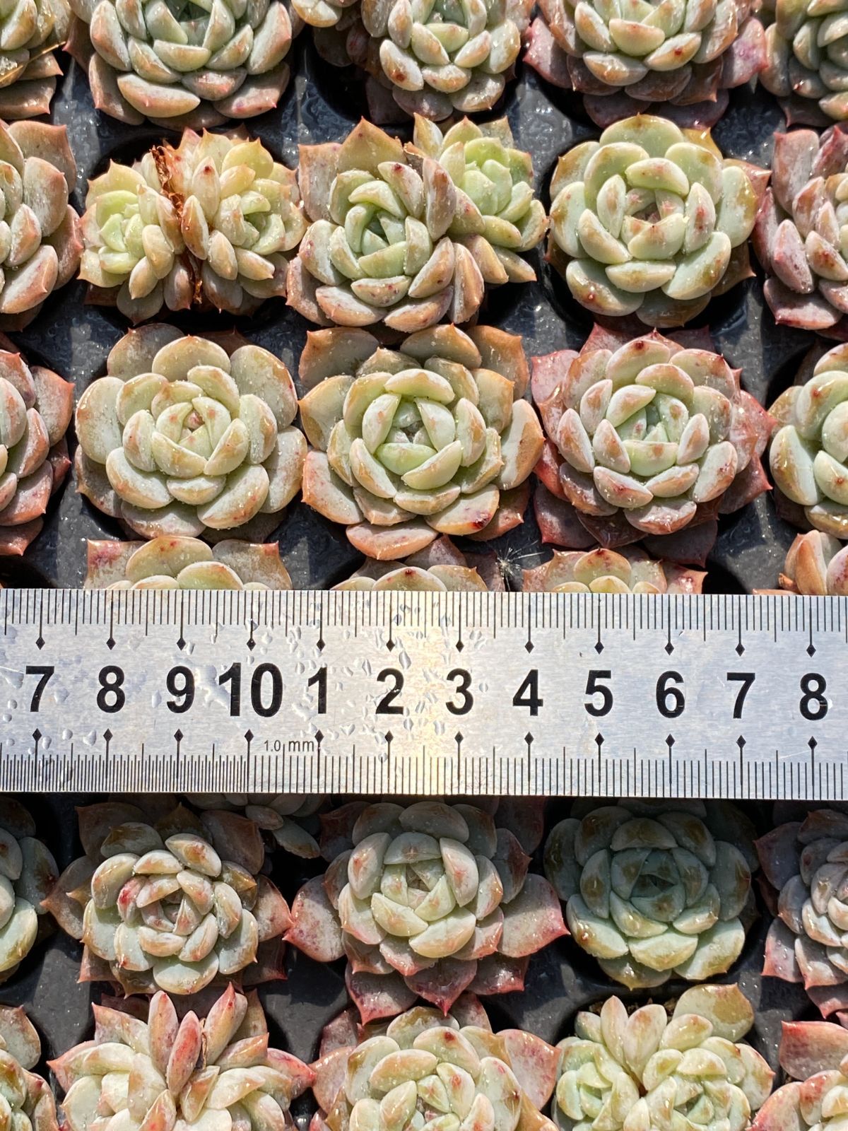 ヴァンガード 星輝兵ネビュラロード・ドラゴン 英語版 ヴァンガード 星