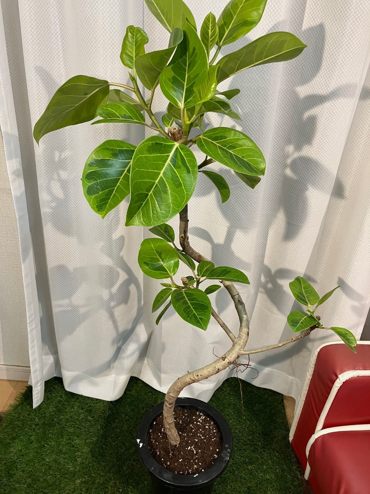 光触媒 人工観葉植物 ウォールグリーン フェイクグリーン バリ風