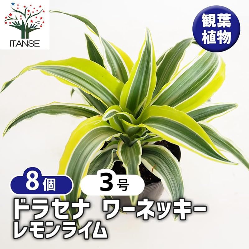 ITANSE ドラセナ ワーネッキー レモンライム 3号 8個セット 観葉植物 学名 Dracaena deremensis Warneckii cv. Lemon Lime リュウゼツラン科 別名 デレメンシス ワーネッキーの中でも特に葉が美しい品