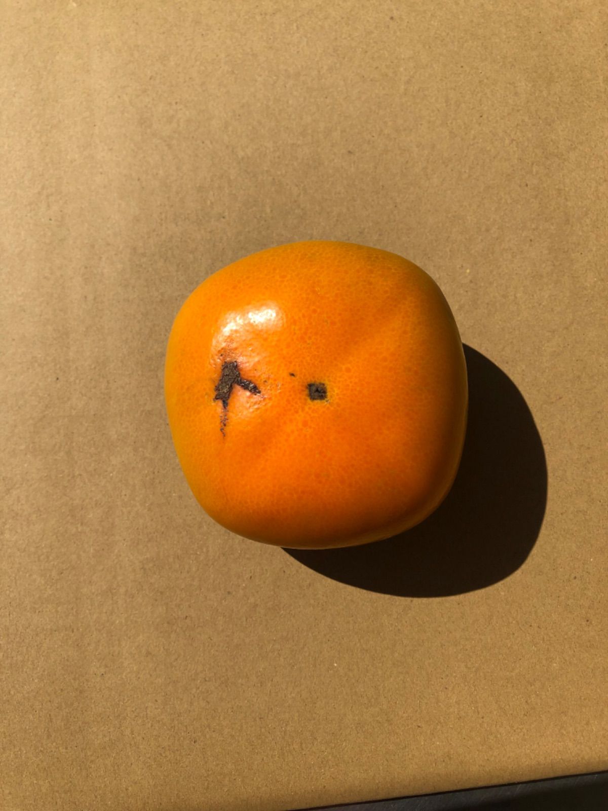 メルカリshops 和歌山県産 たねなし柿 刀根早生 家庭用5キロ