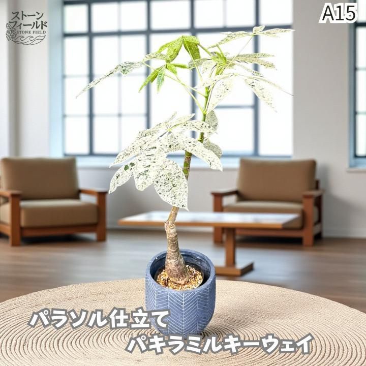 実生パキラミルキーウェイA15/枝分岐パラソル仕立て/無機質用土