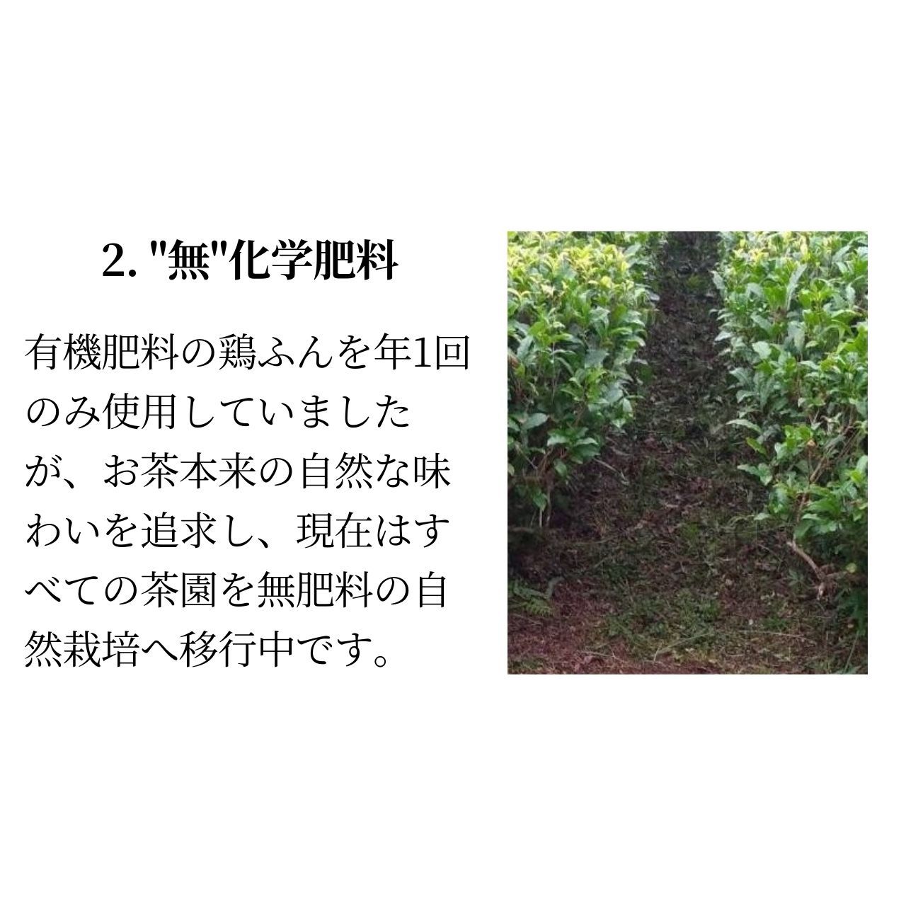 松下製茶 種子島の有機緑茶『やぶきた』 茶葉(リーフ) 100g