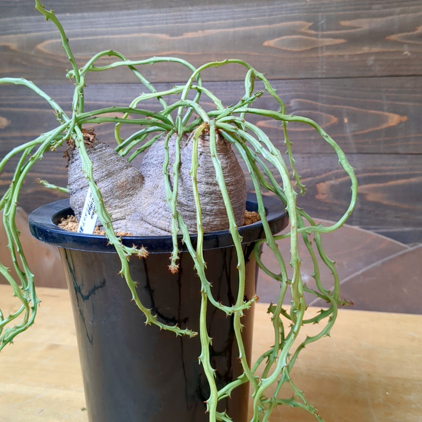 ユーフォルビア デシドゥア 3頭【稀有】鉢のまま発送 - メルカリ