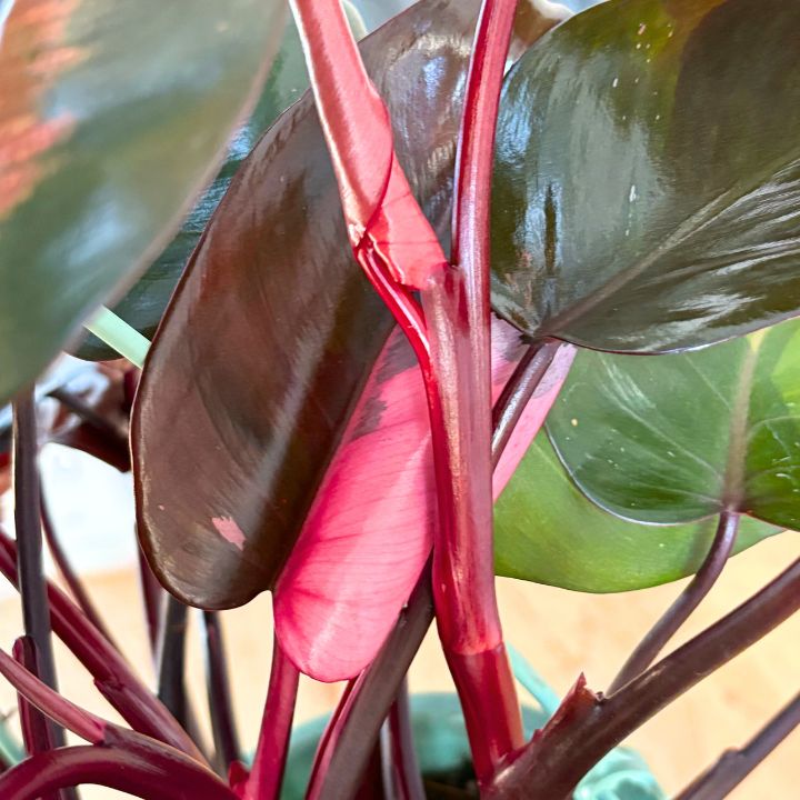 観葉植物】人気 ピンク色の斑 フィロデンドロン ピンク