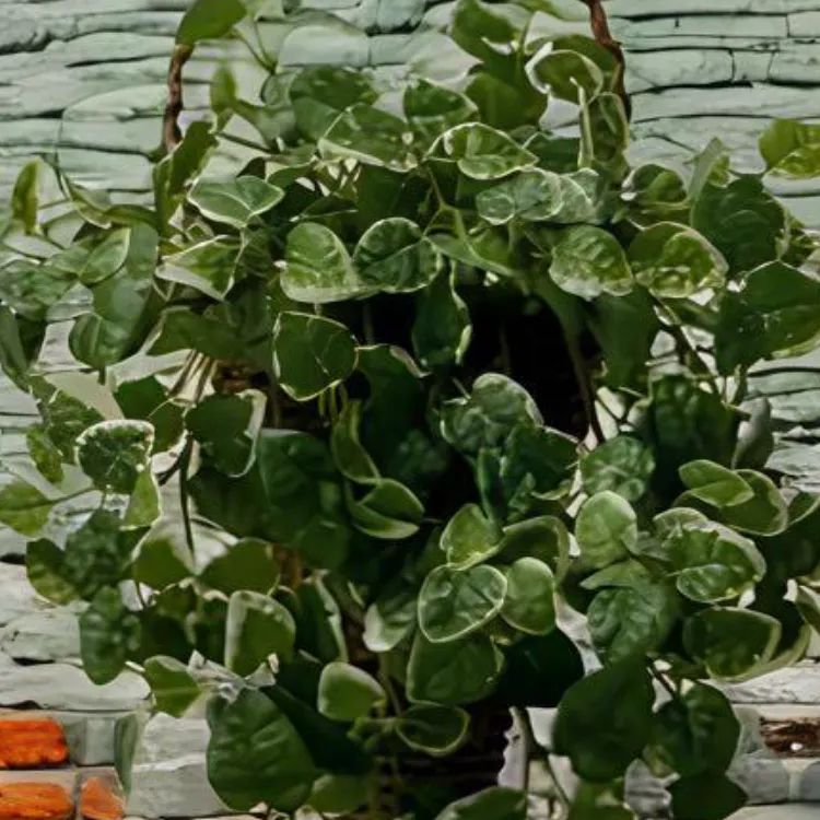 光触媒 人工観葉植物 ウォールグリーン フェイクグリーン 壁掛けプミラ