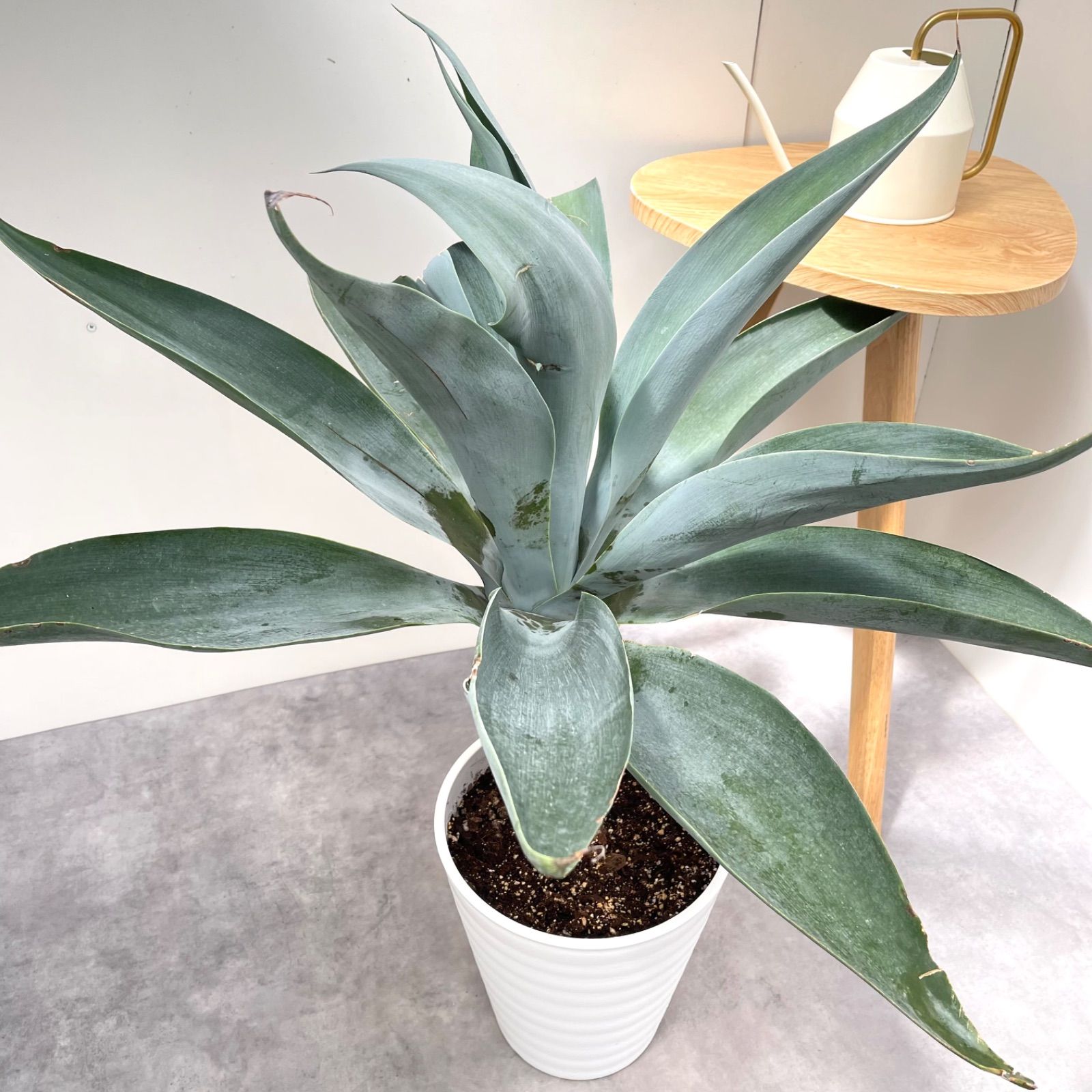 アガベ ボーチンブルー 大型 アガベ アテナータ ボーチンブルー