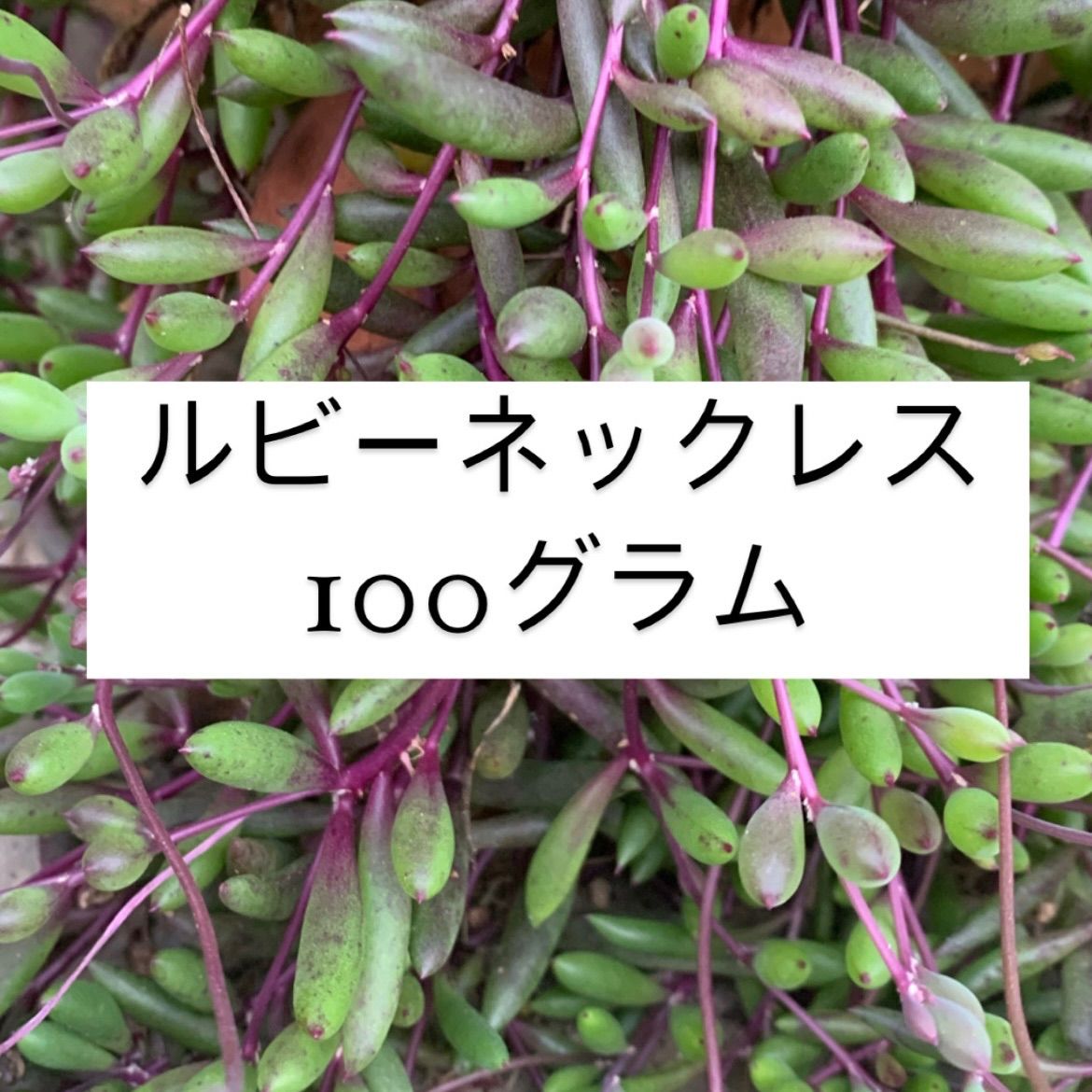 多肉植物カット苗〜499円(100gパック)フードパック発送 - その他