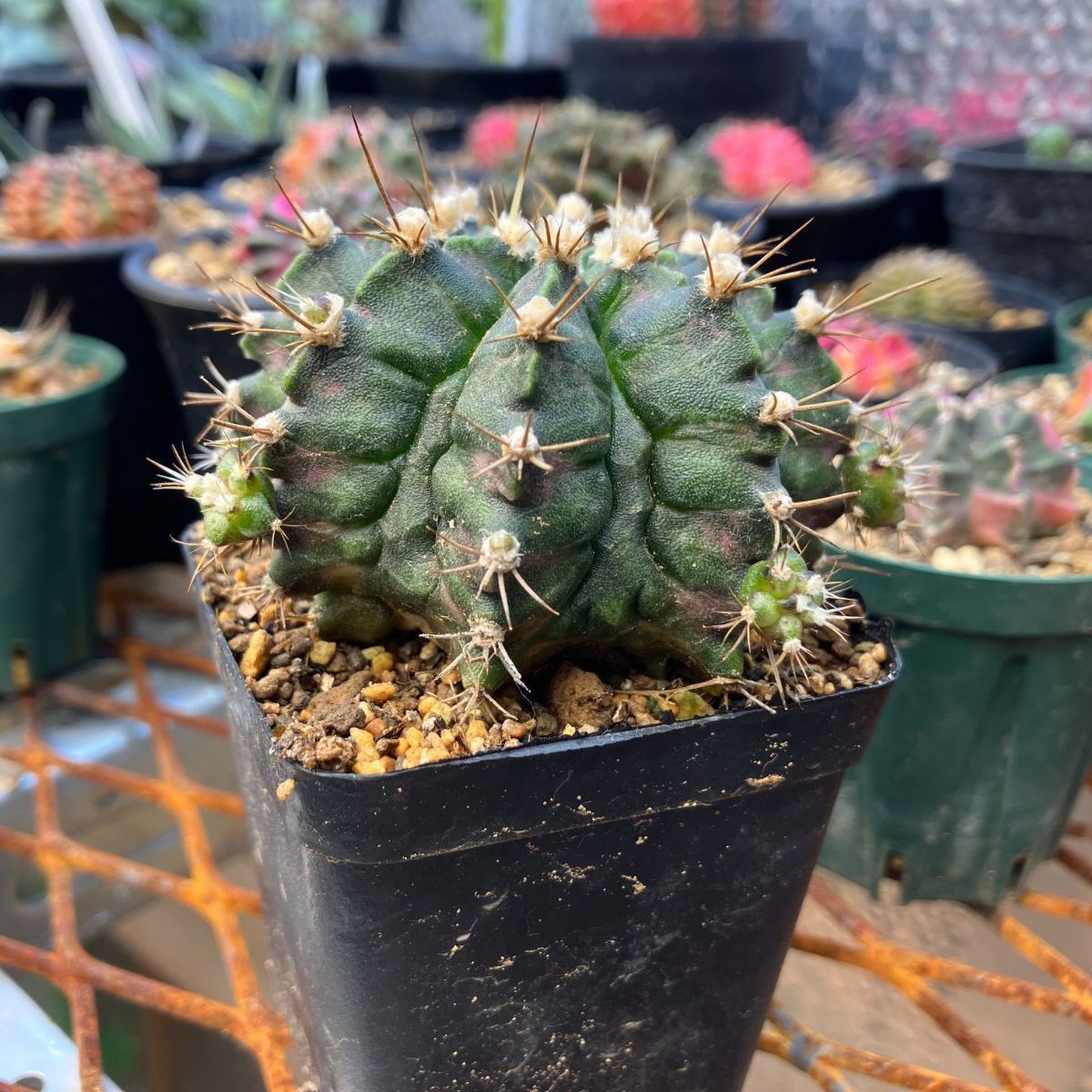 Gymnocalycium