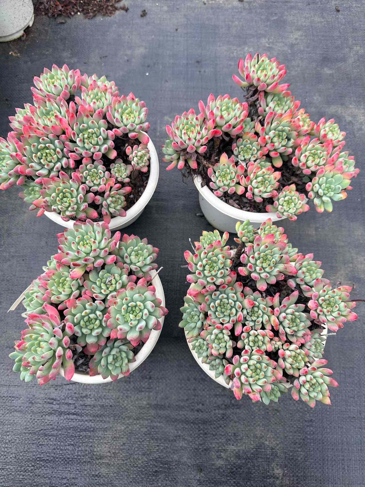 多肉植物 アエオニウム