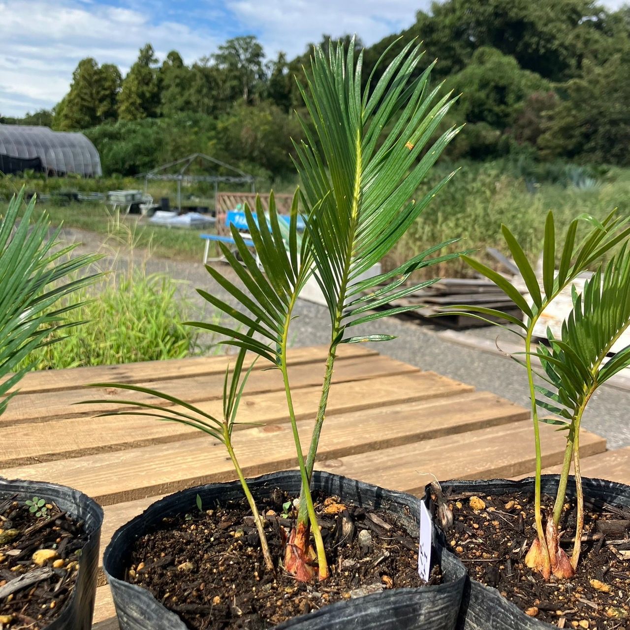 と*ん様 2024実生&貴重クローン　4センチポット 2024実生苗セットi⚠️ 4センチポット 2024実生苗セットp 4センチ