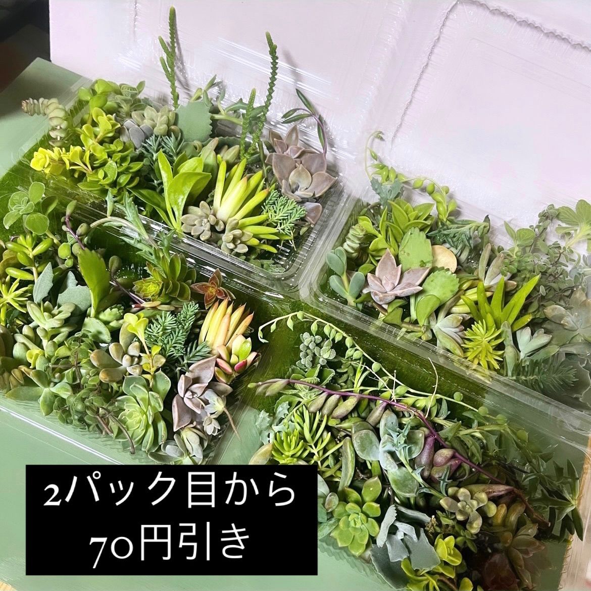 ⑭大きめ苗! 青鬼❣️華切子❣️ちょこん❣️発根済 6苗メルカリ便送料込 メルカリ