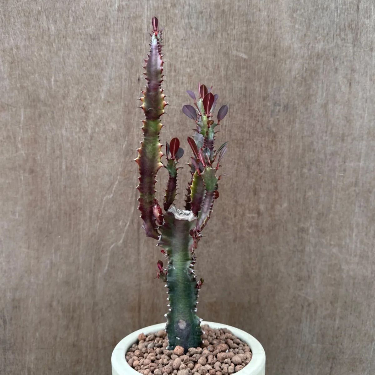 ユーフォルビア 紅彩雲閣 鉢植え白 Euphorbia trigona f. rubra ユーフォルビア属 赤色彩雲閣 現品 観葉植物 観葉 植物 珍奇 植物 珍奇 珍しい レア 希少 多肉植物 多肉 カクタス インテリア プレゼント - メルカリ