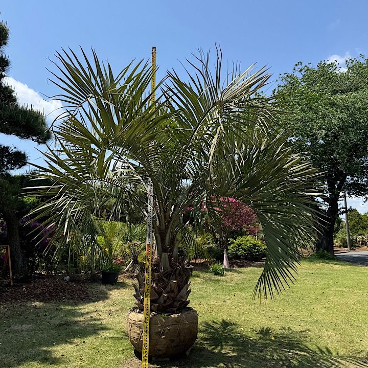 ココスヤシ ② 土上130cm 幹の太さ30cm ココスヤシ ② 土上130cm 幹の