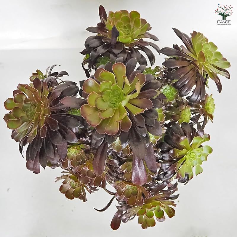 ♥ ＩＴＡＮＳＥ 黒法師 7号 1個売り 品種で選べる多肉植物 別名 サンシモン●葉は光沢を持ち 黒紫色に色変わりする美しい品種 冬型の多肉植物で 夏に休眠します 茎の上部にロゼット状の葉をつける点が特徴で 花が咲いているような草姿が楽しめます 0 STEELWINDOWSANDDOORS_COM