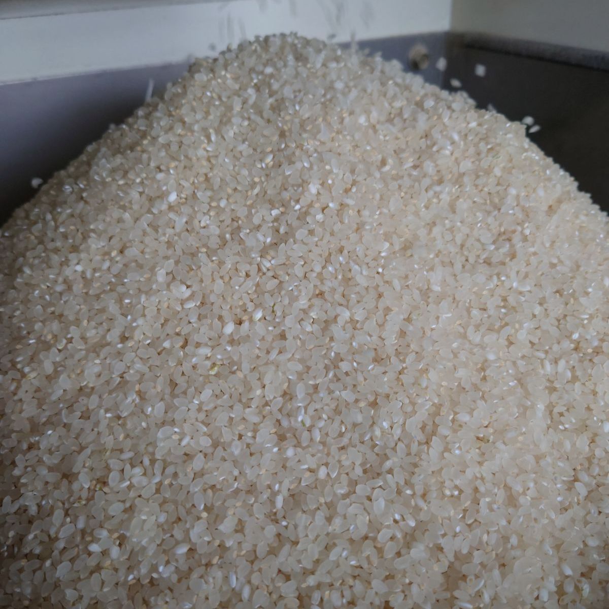 栃木県令和6年産コシヒカリ 玄米 10キロ 精米無料