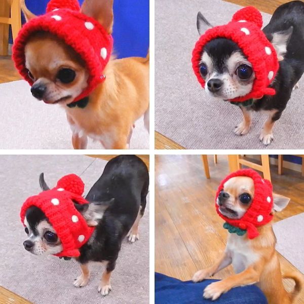 犬 帽子 SkipDog! イチゴチワワの ニット帽 いちご コスプレ - メルカリ